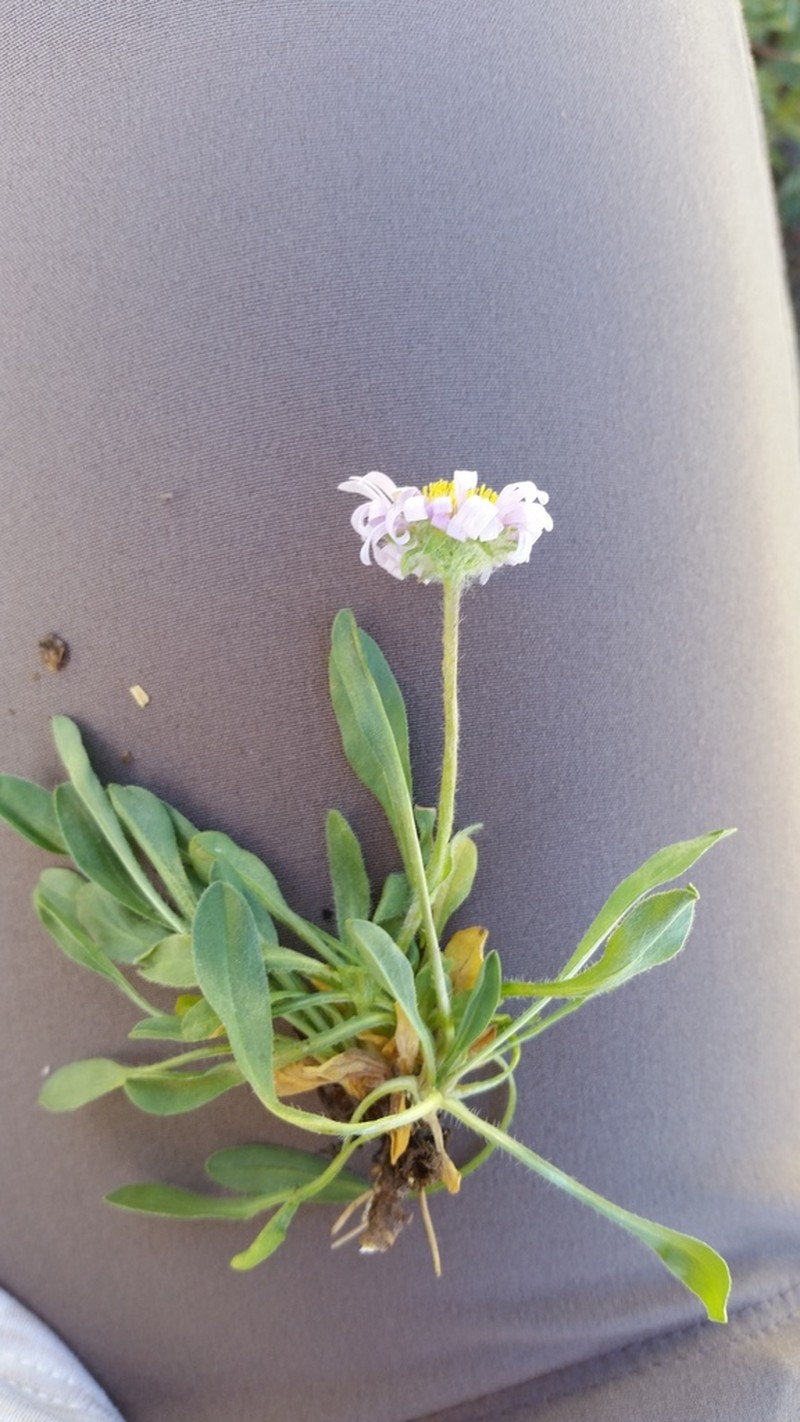 Idaho Fleabane photo 7