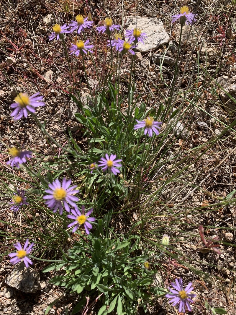 Idaho Fleabane photo 2