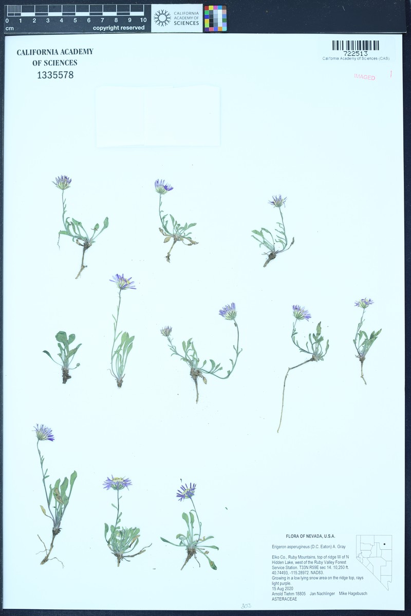 Idaho Fleabane photo 3