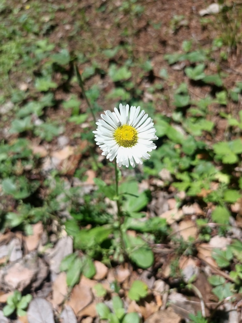 Erigeron astranthioides photo 2