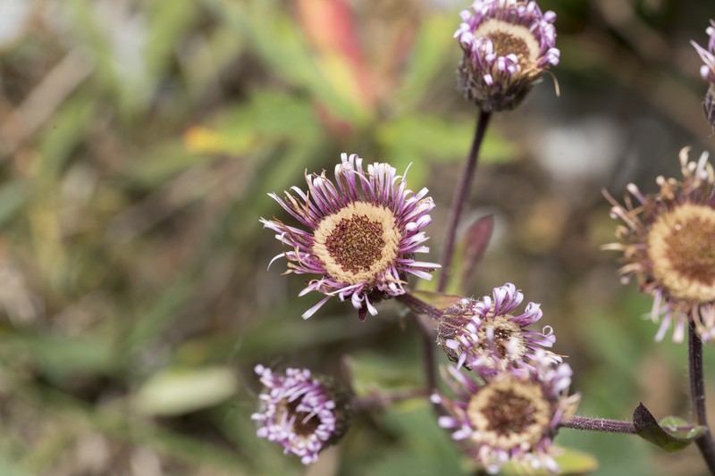 Erigeron atticus