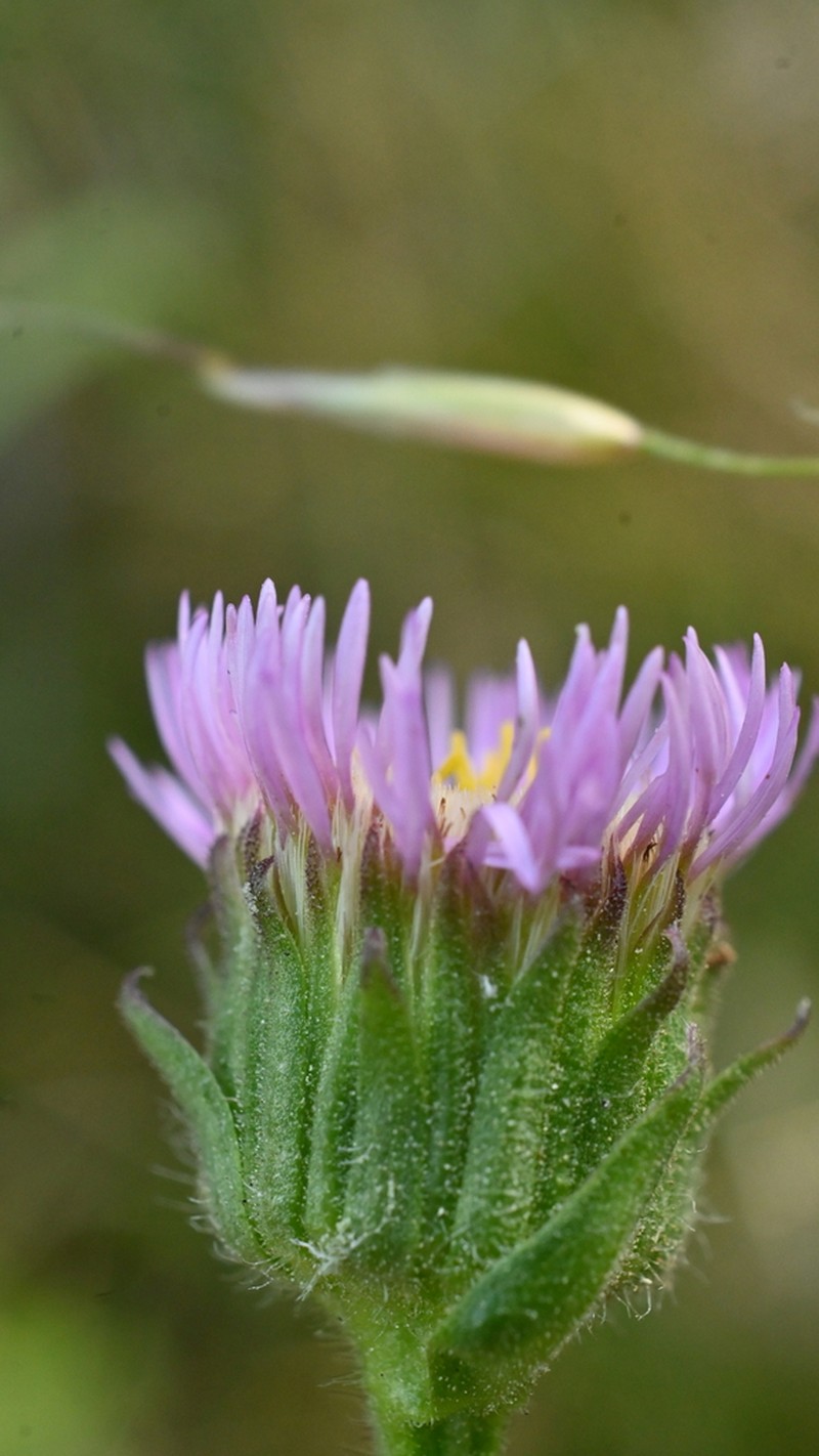 Erigeron atticus photo 2