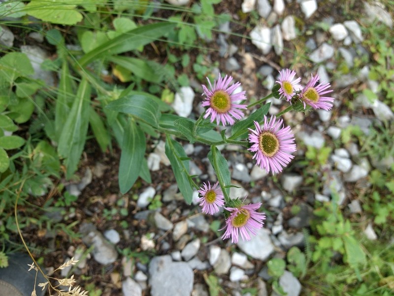Erigeron atticus photo 3
