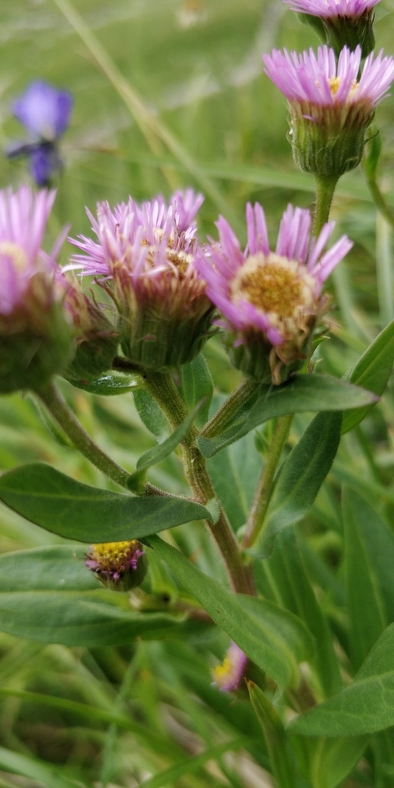 Erigeron atticus photo 4