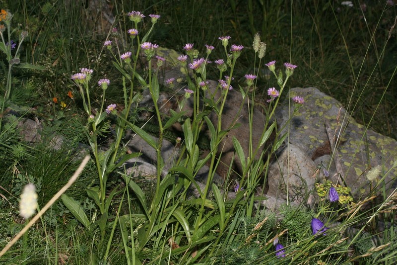 Erigeron atticus photo 5
