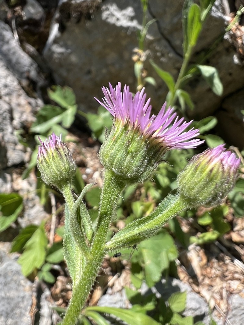 Erigeron atticus photo 6