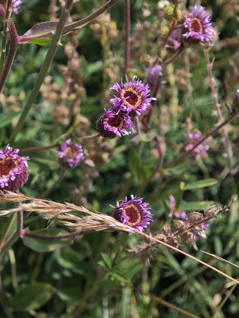 Erigeron atticus photo 7