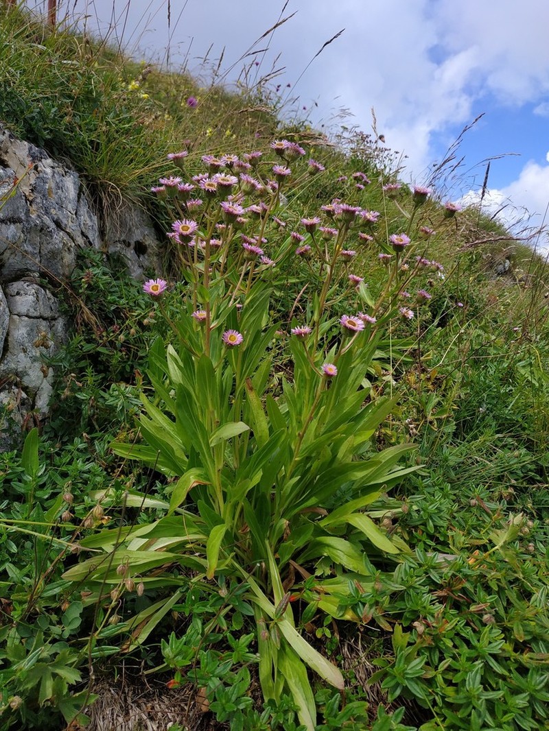 Erigeron atticus photo 8