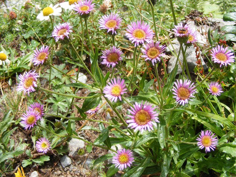 Erigeron atticus