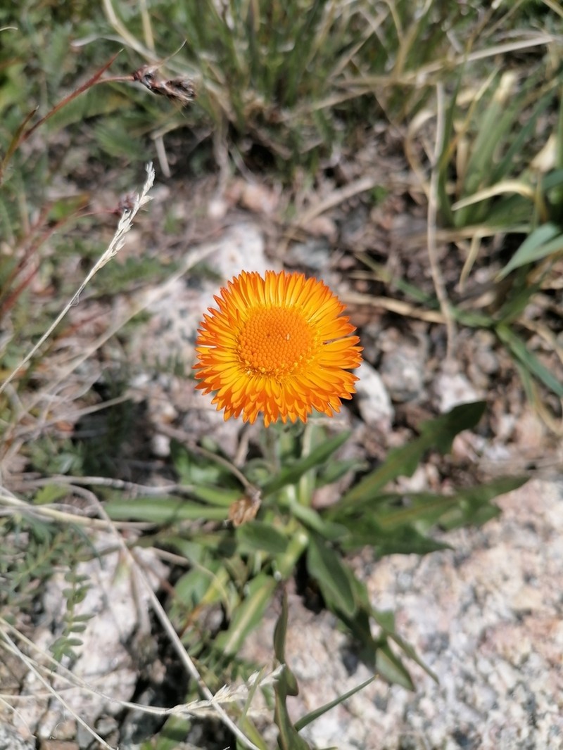 Orange Daisy photo 2