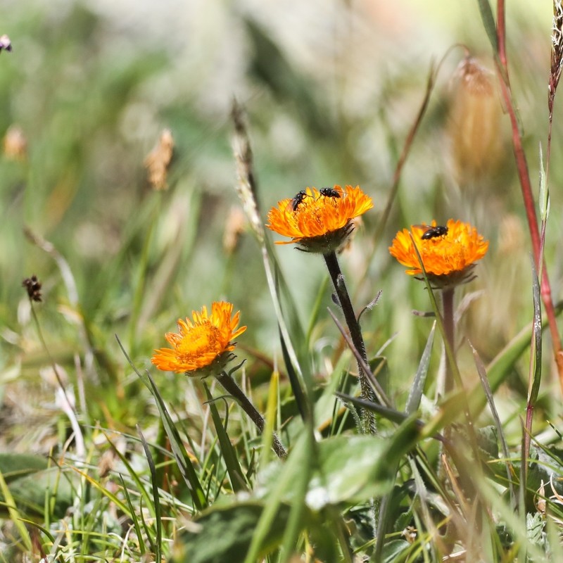 Orange Daisy photo 3