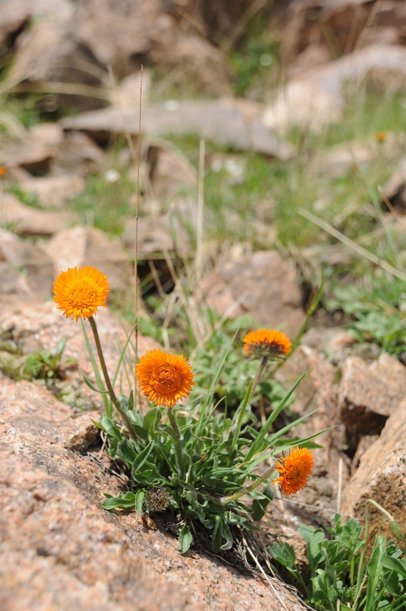 Orange Daisy photo 4