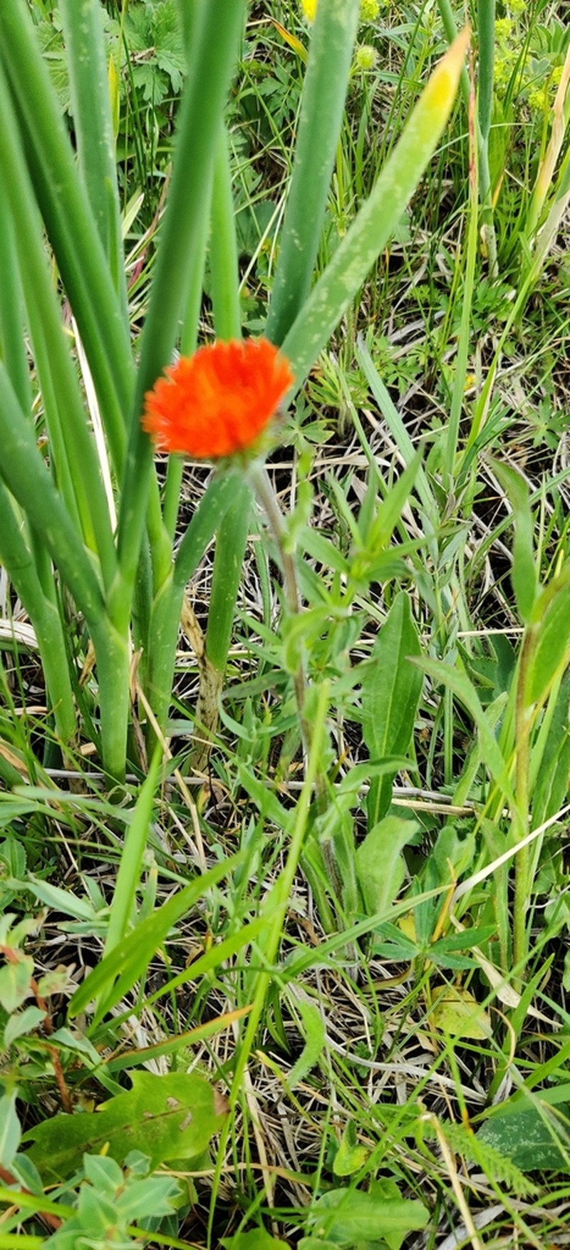 Orange Daisy photo 5