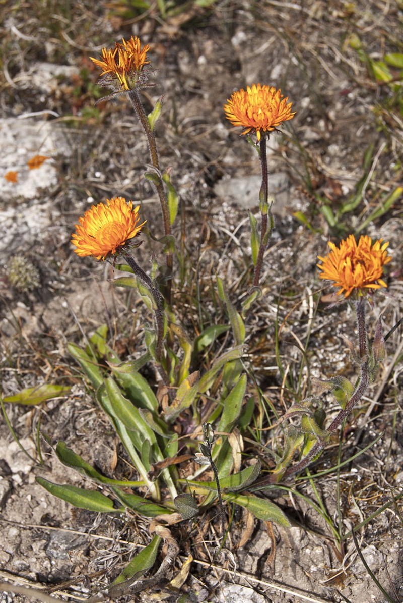 Orange Daisy photo 6