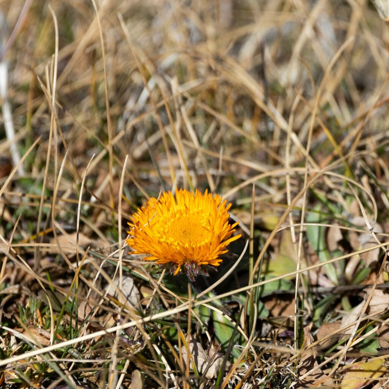 Orange Daisy photo 7