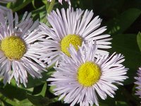 Orange Daisy