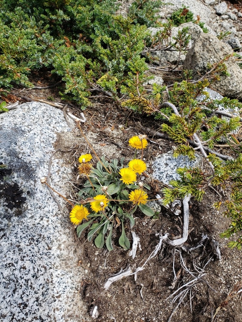 Alpine Yellow Fleabane