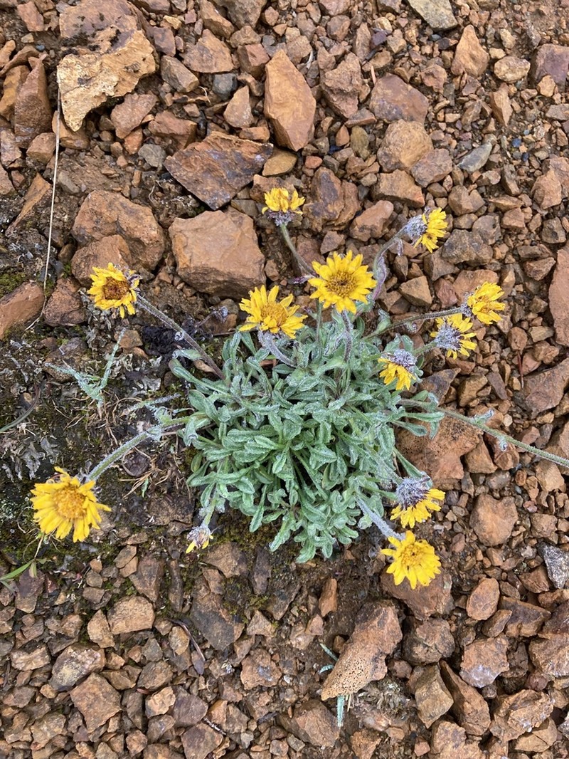 Alpine Yellow Fleabane photo 2