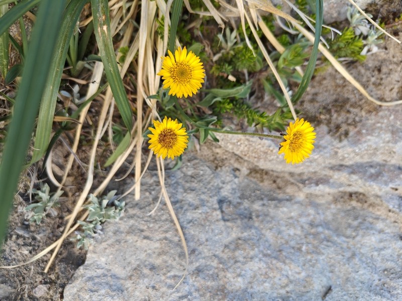 Alpine Yellow Fleabane photo 3