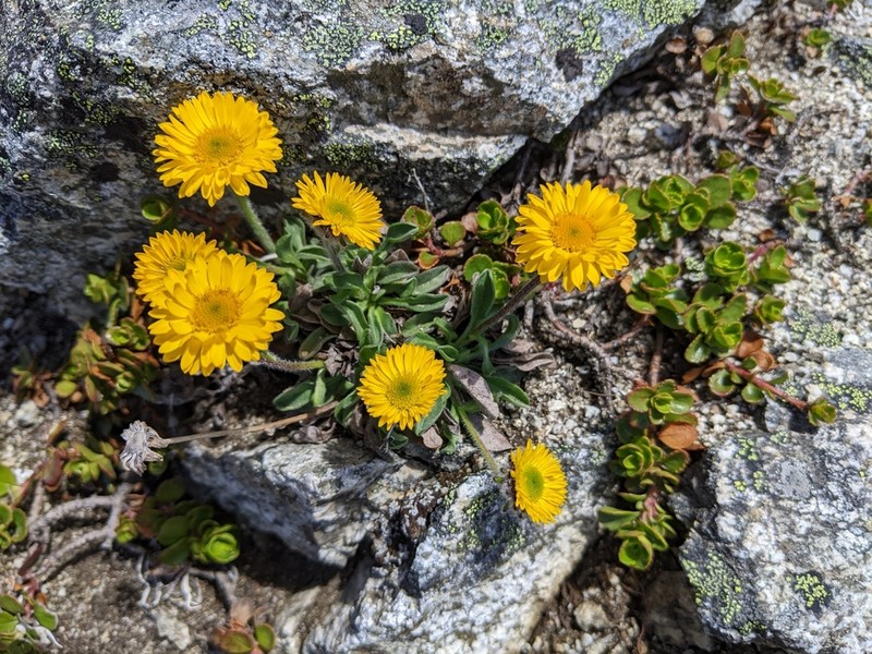 Alpine Yellow Fleabane photo 4