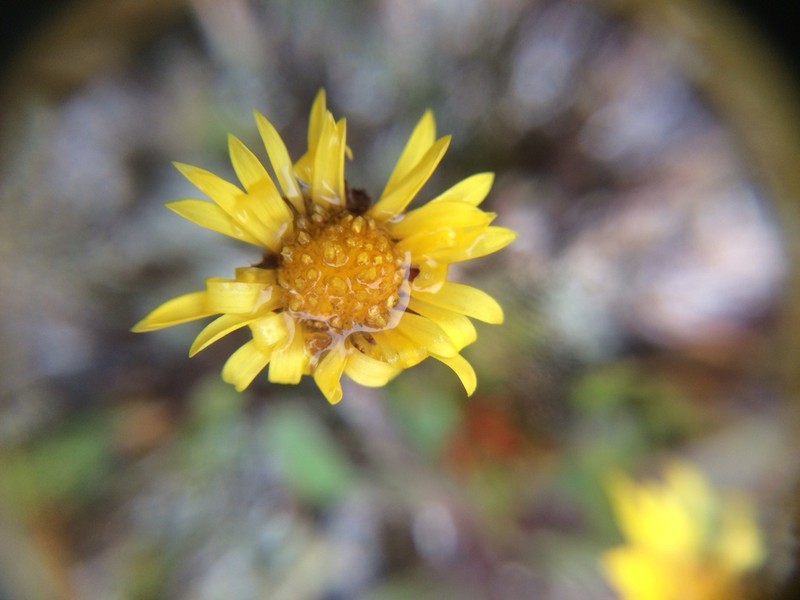 Alpine Yellow Fleabane photo 5