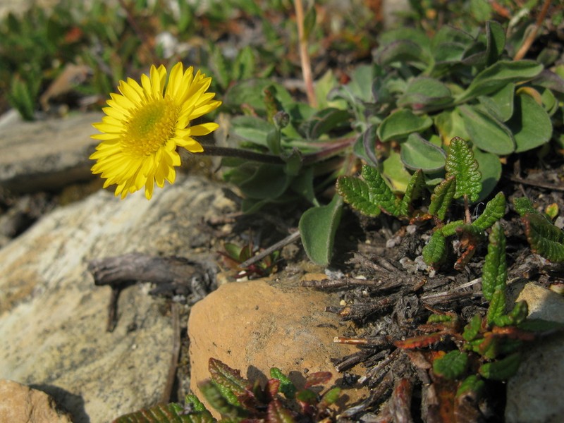 Alpine Yellow Fleabane photo 6