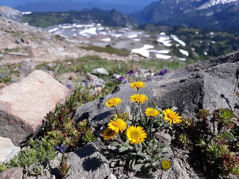Alpine Yellow Fleabane photo 7