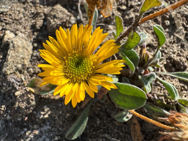 Alpine Yellow Fleabane photo 8