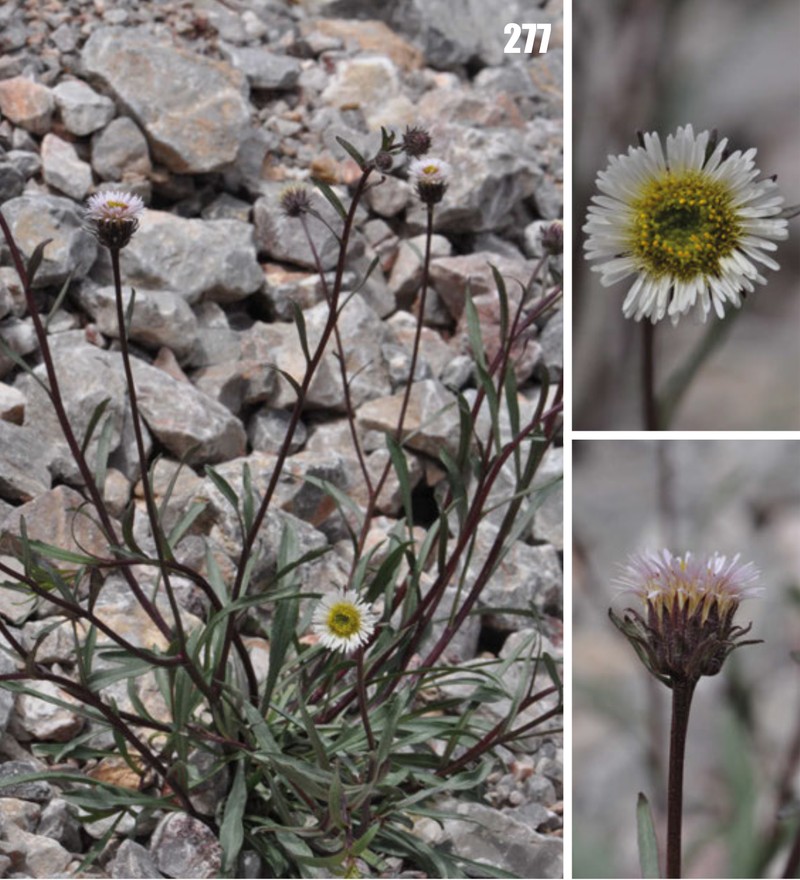 Erigeron badachschanicus