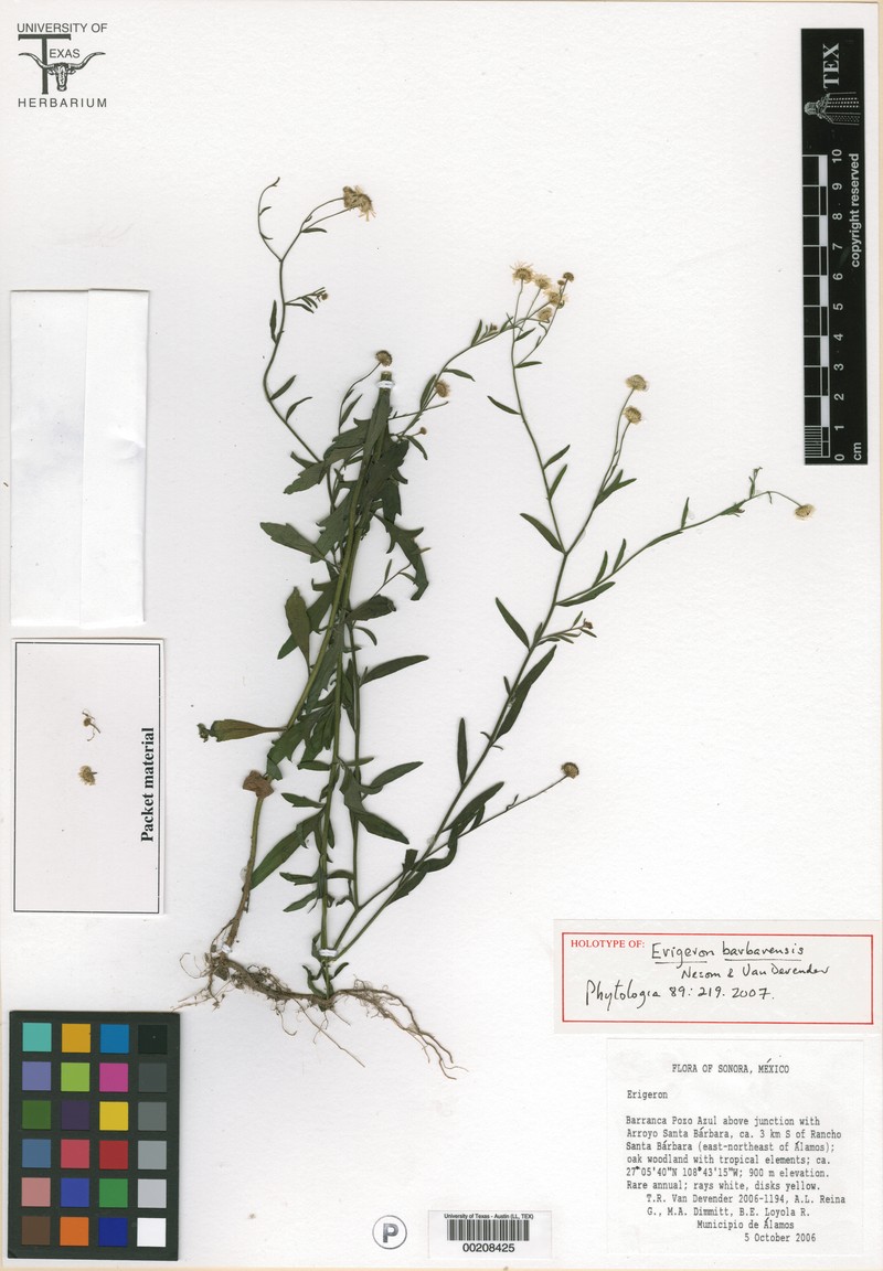 Erigeron barbarensis