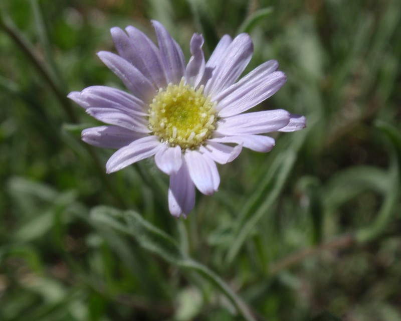 Shining Fleabane