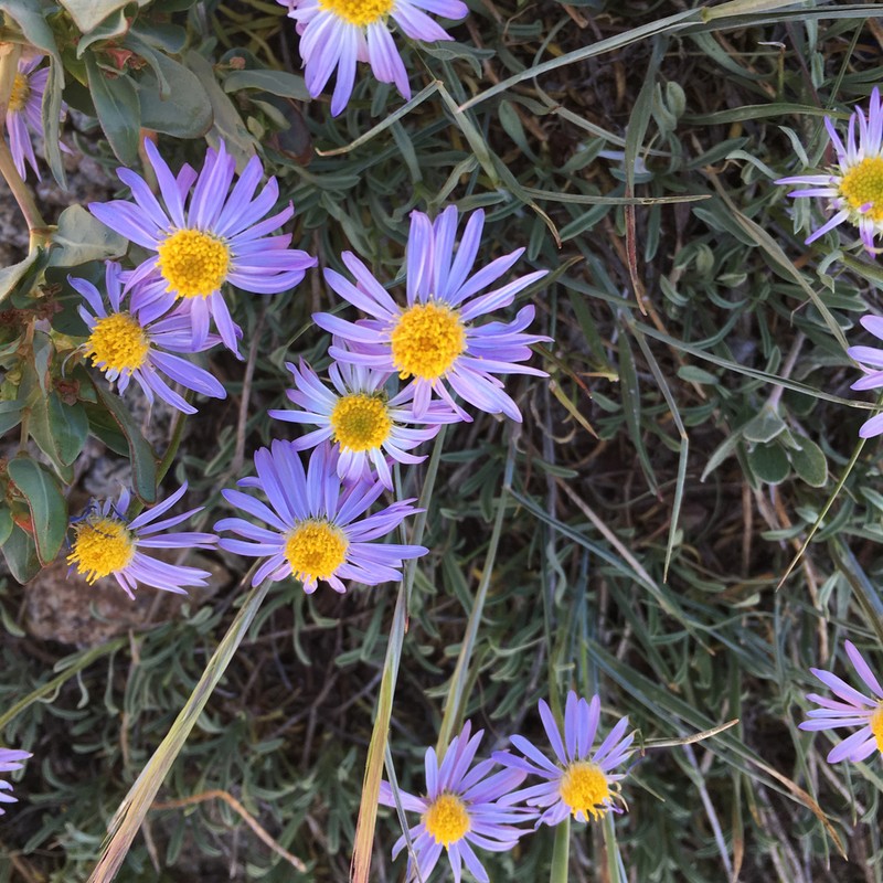 Shining Fleabane