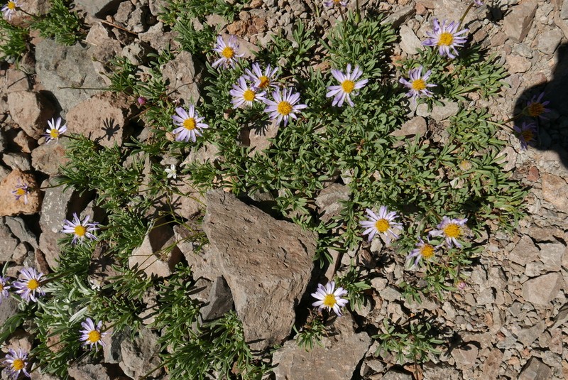 Shining Fleabane photo 2