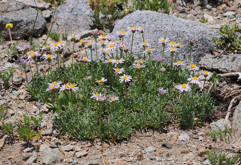 Shining Fleabane photo 3
