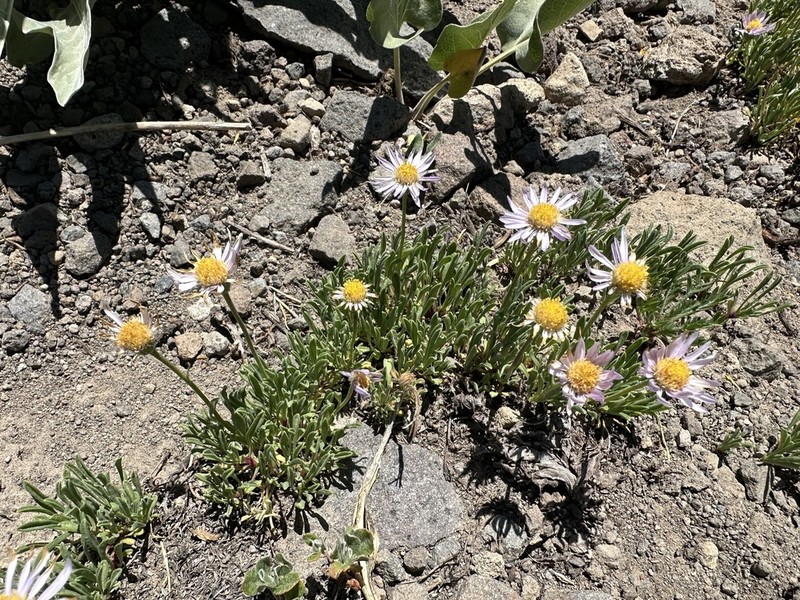 Shining Fleabane photo 5