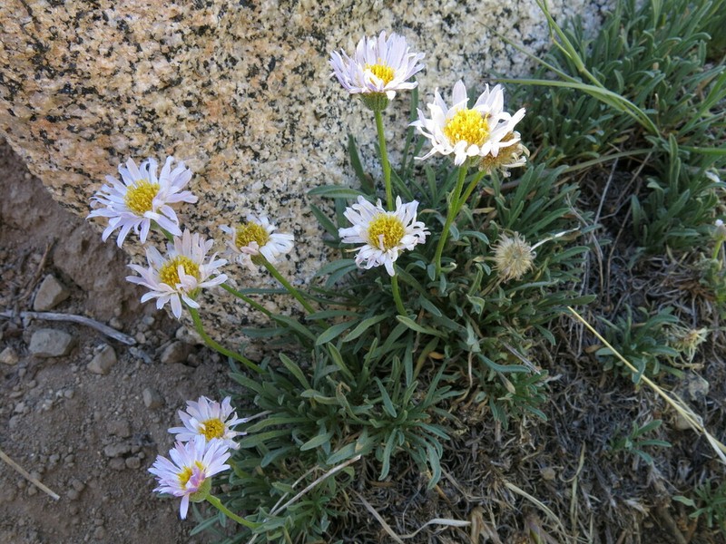 Shining Fleabane photo 6