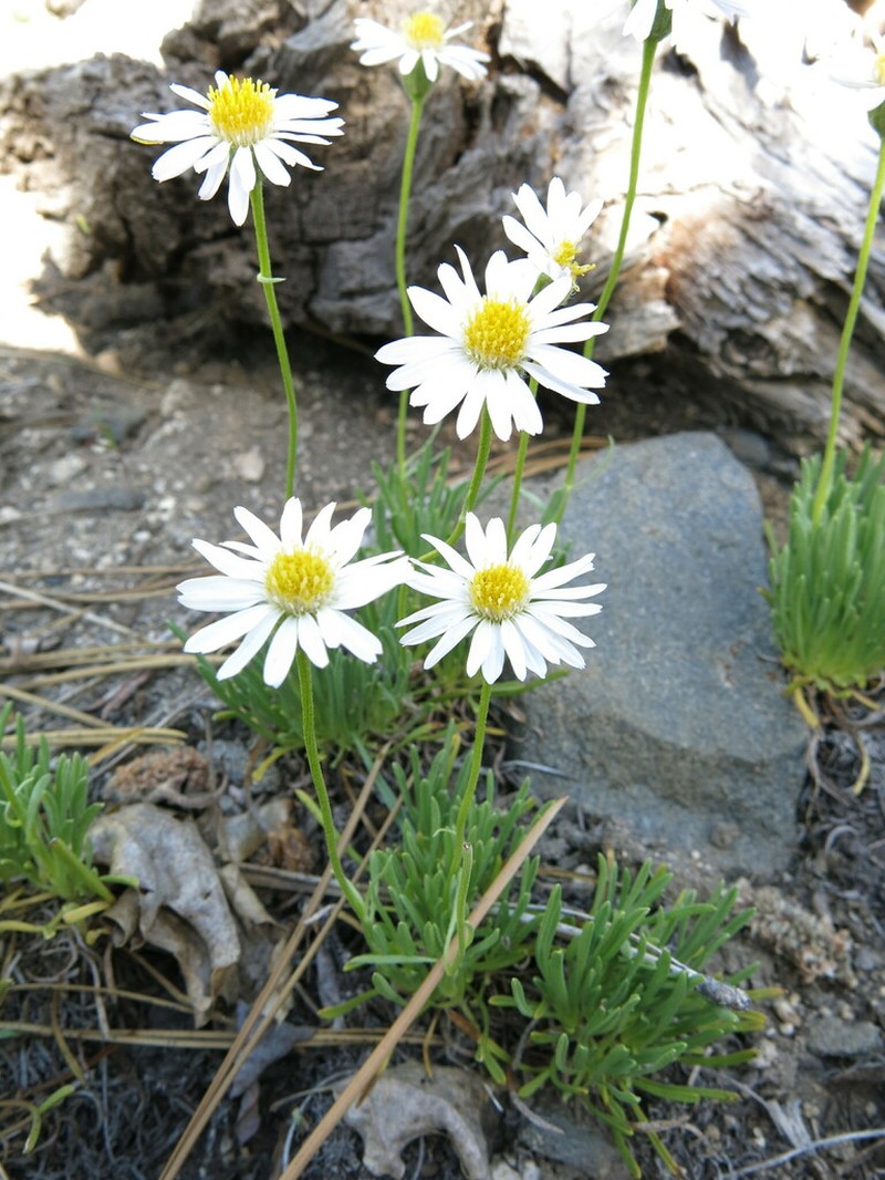 Shining Fleabane photo 7