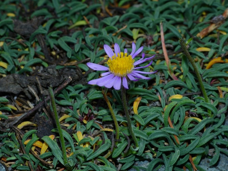 Shining Fleabane photo 8