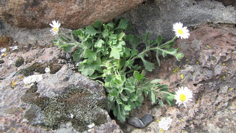 Basalt Fleabane