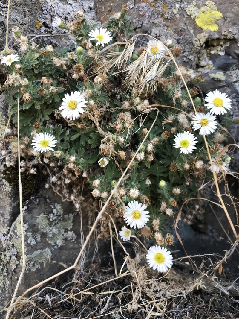 Basalt Fleabane photo 2