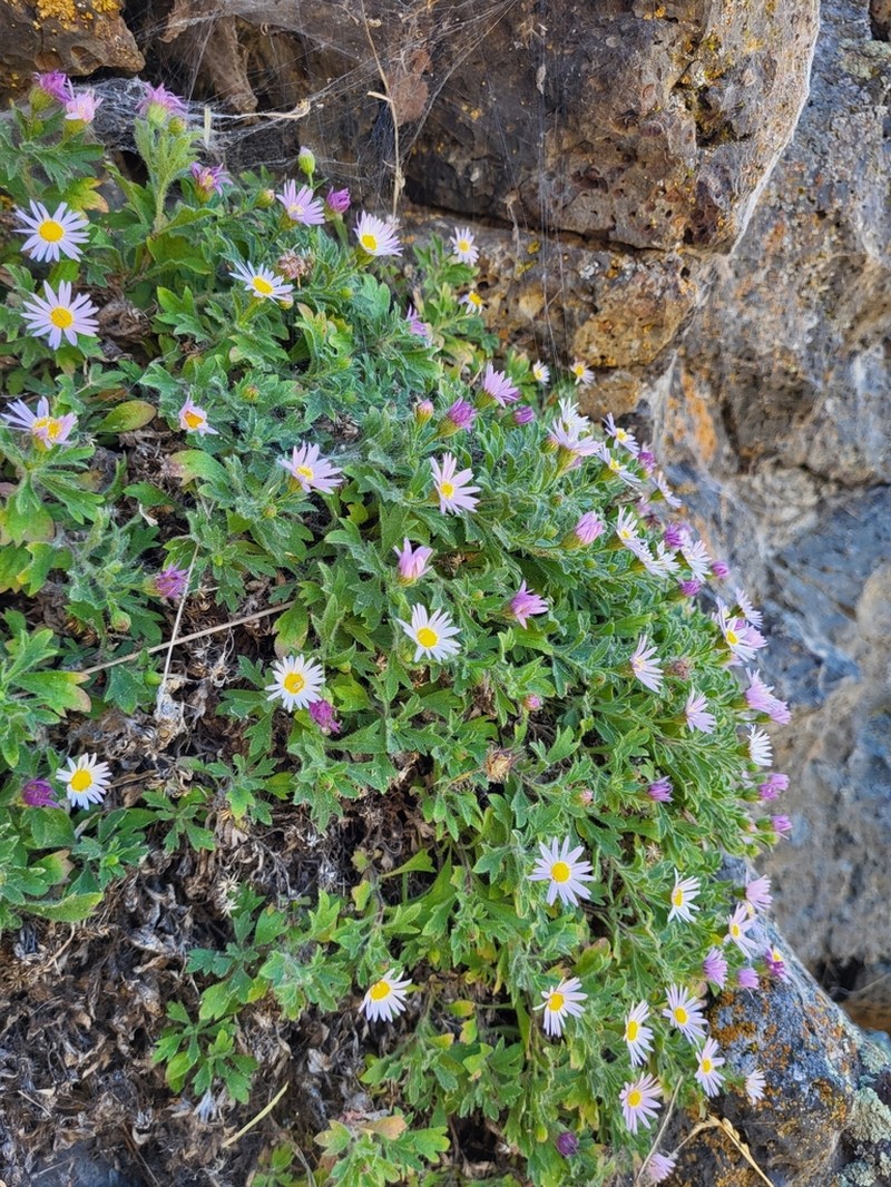 Basalt Fleabane photo 3