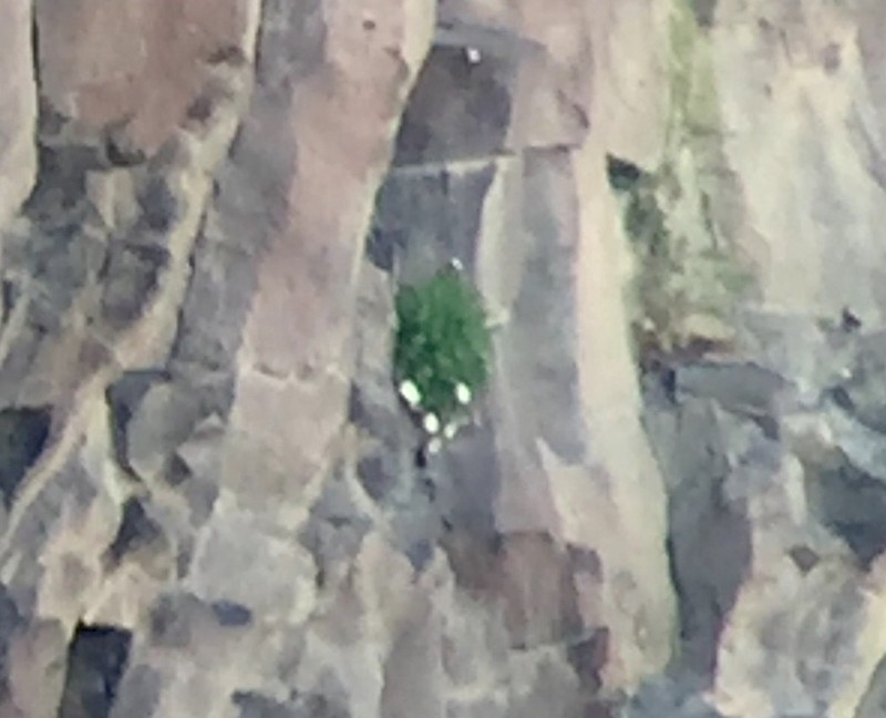 Basalt Fleabane photo 4