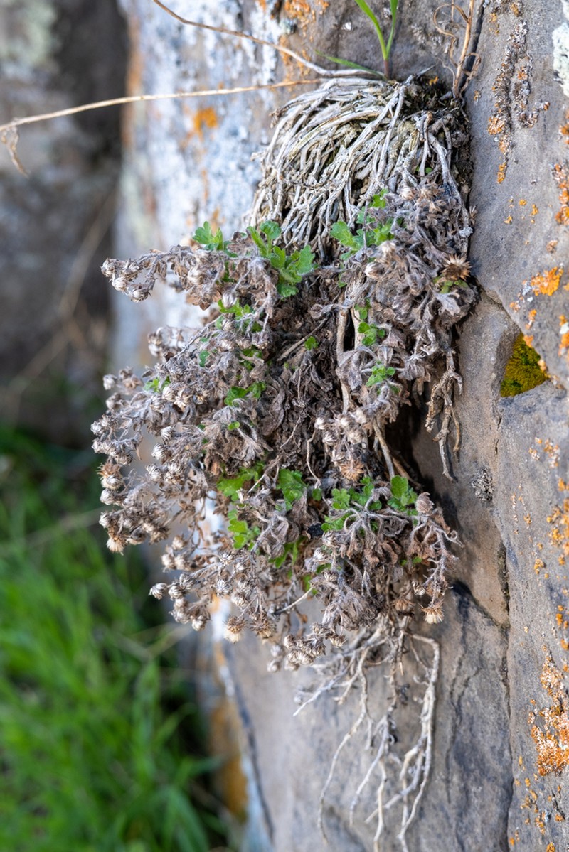Basalt Fleabane photo 5