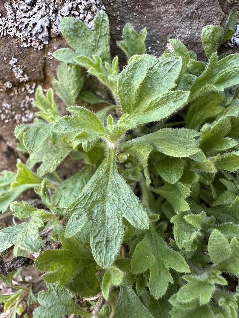 Basalt Fleabane photo 6