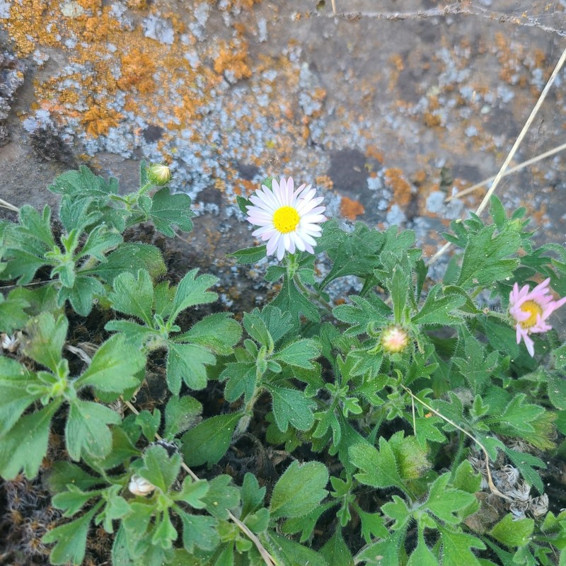 Basalt Fleabane photo 7