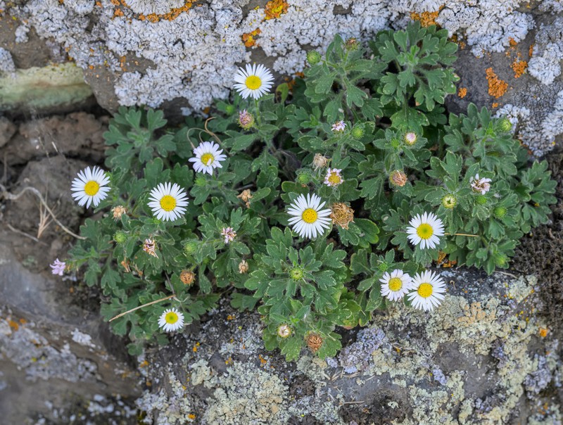 Basalt Fleabane photo 8