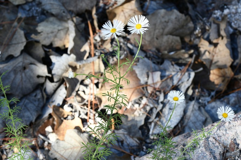 Erigeron basaseachensis