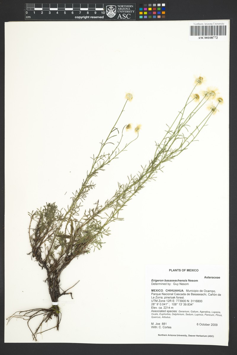 Erigeron basaseachensis photo 3