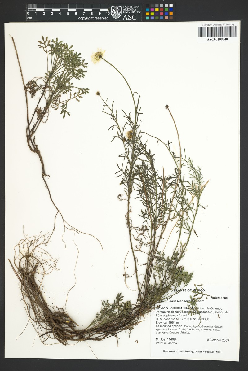 Erigeron basaseachensis photo 4