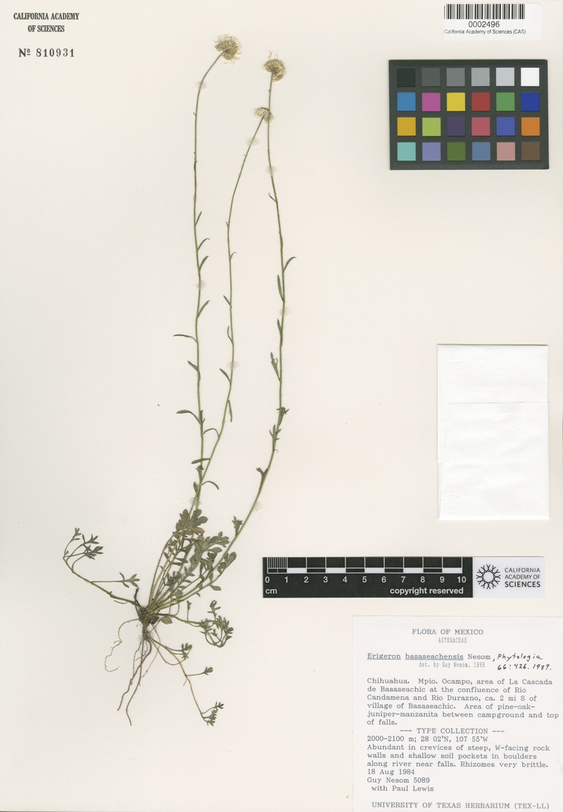 Erigeron basaseachensis photo 5